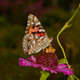 A cooperative flutterbye!